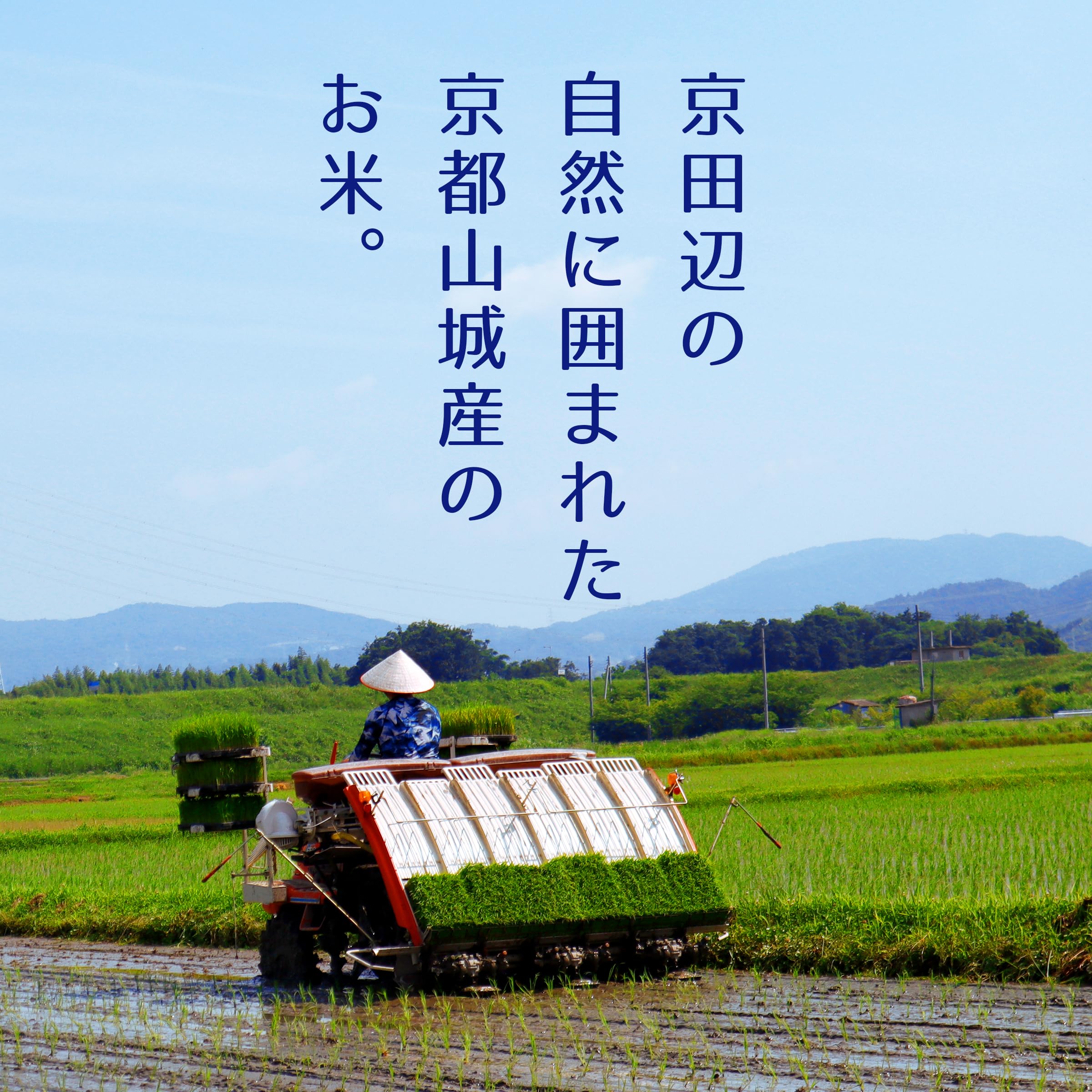 Amazon.co.jp: KYOICHIYA Mai 令和7年産 5kg きぬむすめ 京都府産 (5kg
